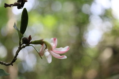 Hyperacanthus amoenus