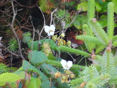 Rubus parviflorus