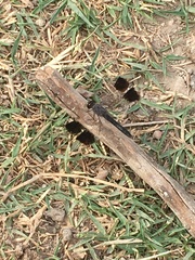 Brachythemis impartita