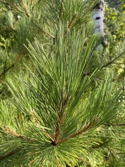 Pinus resinosa