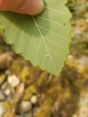 Eucallipterus tiliae