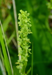Platanthera stricta