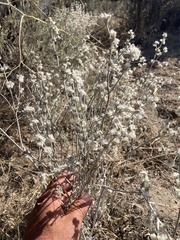 Eriogonum niveum