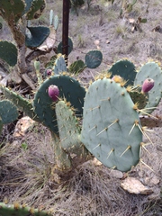 Opuntia engelmannii