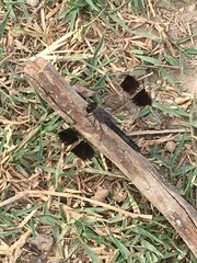 Brachythemis impartita