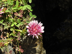 Trifolium wormskioldii