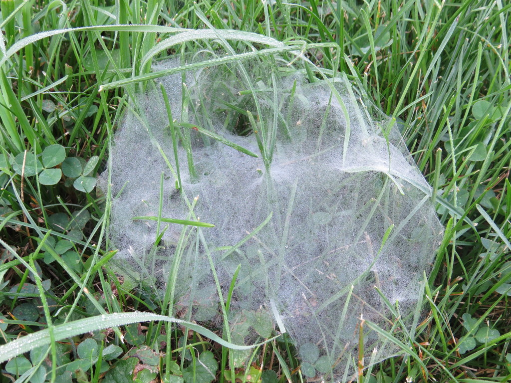 Spiders from Lawn, The Morton Arboretum on August 1, 2018 at 07:02 AM ...