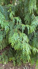 Thuja plicata