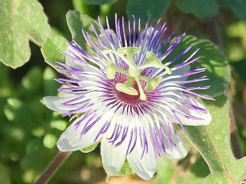 Image of Passiflora pentaschista by (c) Bill Levine, some rights reserved (CC BY)