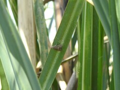 Pyraloidea
