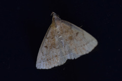 Zanclognatha jacchusalis