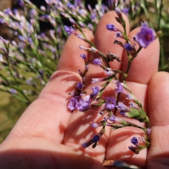 Limonium vulgare