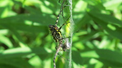 Argiope trifasciata