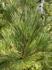 Pinus resinosa