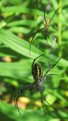 Argiope trifasciata