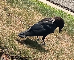 Corvus brachyrhynchos