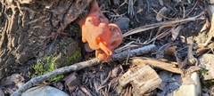 Gyromitra infula