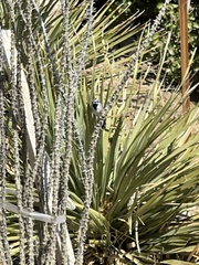 Amphispiza bilineata