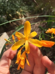 Crocosmia