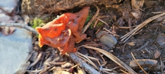 Gyromitra infula
