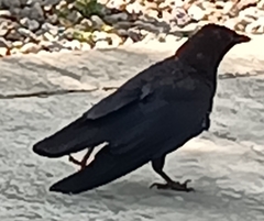 Corvus brachyrhynchos