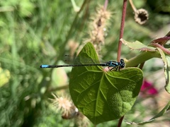 Ischnura damula