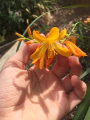 Crocosmia