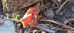 Gyromitra infula