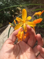 Crocosmia