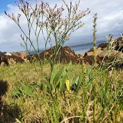 Limonium vulgare