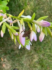 Acanthocephala terminalis