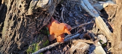 Gyromitra infula