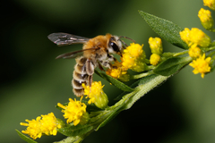 Andrena