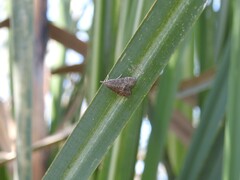 Pyraloidea