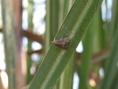 Pyraloidea