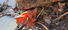 Gyromitra infula
