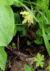 Anemonoides nemorosa