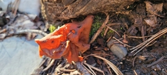 Gyromitra infula