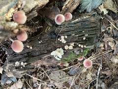 Mycena haematopus