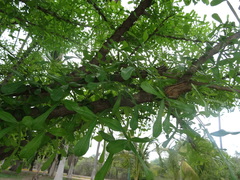 Crescentia alata