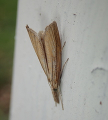 Agriphila