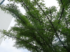 Crescentia alata