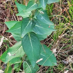Verbascum lychnitis