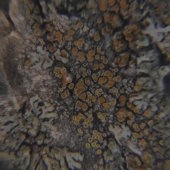 Athallia pyracea