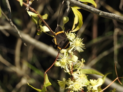 Clematis montevidensis