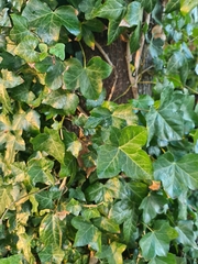 Hedera helix