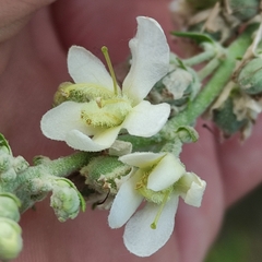 Verbascum lychnitis