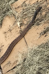 Masticophis flagellum