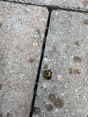Labidomera clivicollis