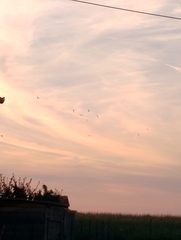 Corvus